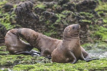 Fototapeta premium Baby sea lion, Patagonia