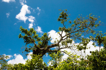 Baum in tropischer Kulisse