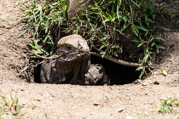 Leguan in seiner Höhle