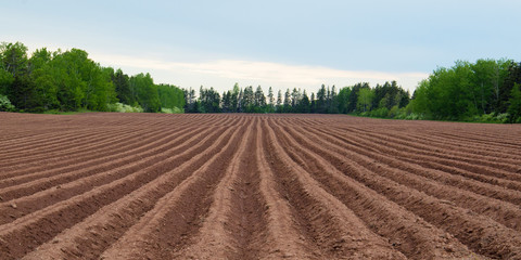 Potato field panorama