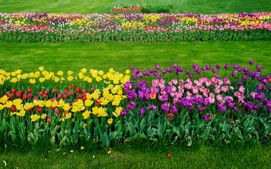 Large tulips field 