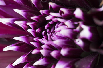 Purple Dahlia