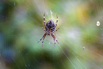 Spider on Web