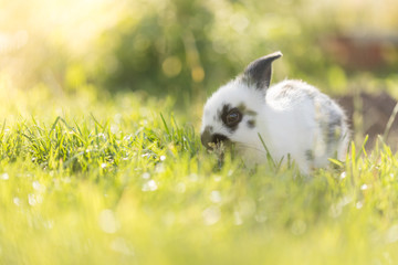 Kaninchen im Garten, Abendsonne und grünes Gras, Freiraum