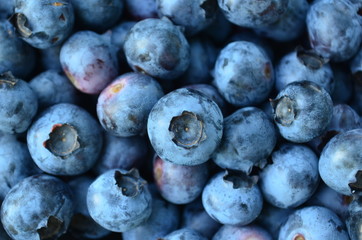 Plump and ripe fresh picked Blueberries 