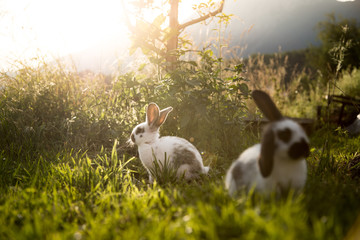 Kaninchen im Garten, Abendsonne und grünes Gras
