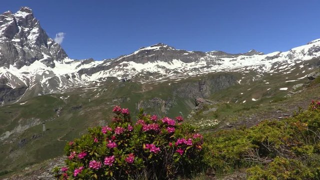Alpenrose and Mount Cervino or Matterhorn, Aosta Valley, Italy
