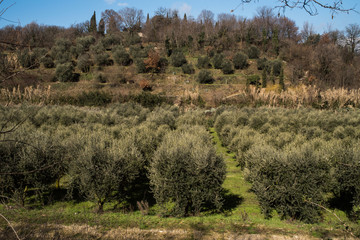 Plantation of olive trees