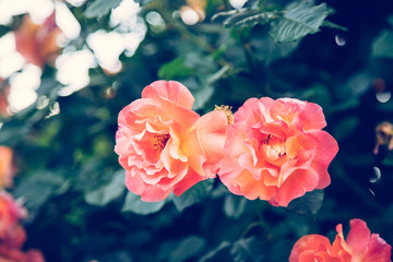 Rosa Rosen, Valentinstag/Muttertag/Geburtstag
