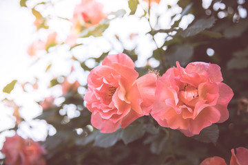 Rosa Rosen, Valentinstag/Muttertag/Geburtstag