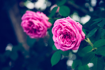 Pinke Rosen, Postkarte