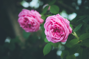 Pinke Rosen, Postkarte