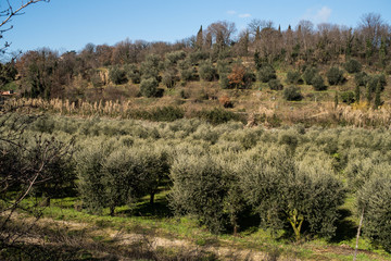 Obraz premium Plantation of olive trees