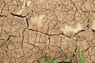 The dried up cracked earth. texture of the earth with cracks