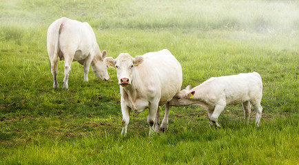 Obraz na płótnie Canvas Kühe mit Kälbchen im Morgendunt auf der Weide