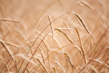 wheat spikes in the warm summer sun