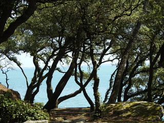 Arbres et Ocean