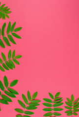Green rowan tree leaves on bright pink background