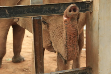éléphant en cage