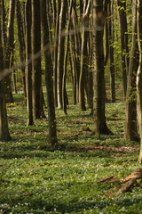 spring in the forest