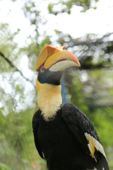 toucan