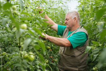 Tomato control in greenhouse. Green tomatoes.