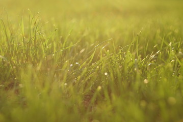 grass and sunlight at sunset in the background. 