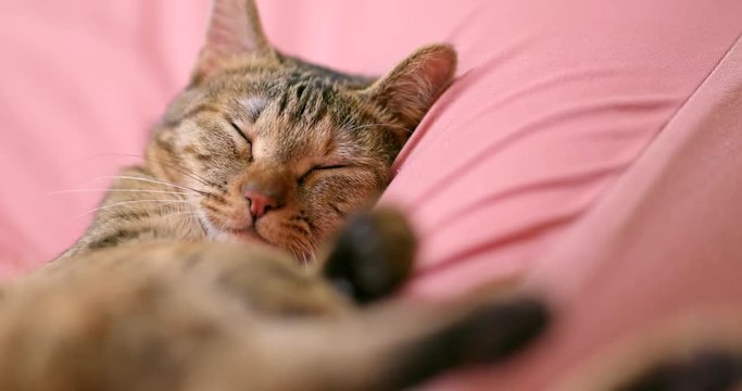 Cute cat lying on bed and sleeping