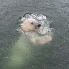 White bear diving in water, animal under the water
