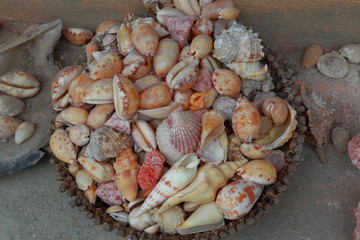 Close up view of beautiful shell decoration. Few smaller shells in one big shell. Decoration concept. Beautiful background.