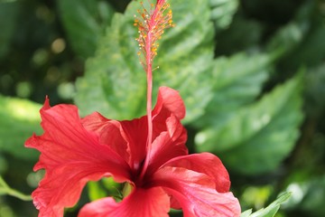 Flor de Jamaica, cayena roja con fondo de hojas verdes © Ana