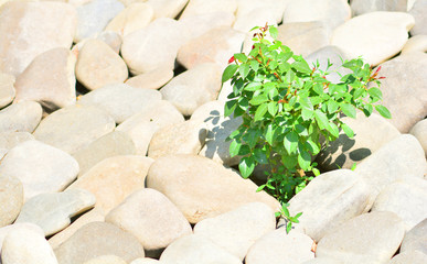 Gardening and landscaping wallpaper. A bush surrounded by stones.