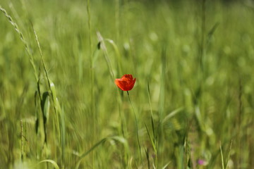 Beautiful field, red poppies