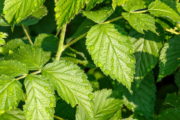 Green raspberry leaf with drops of dew