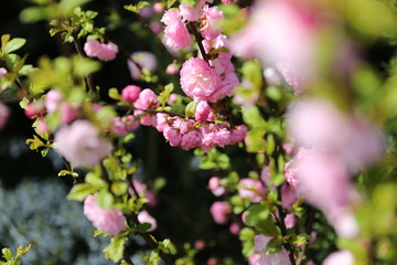 the era of flowering almonds, spring.
