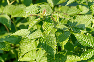 Green raspberry leaf with drops of dew