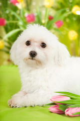 Bolonka Zwetna mit Tulpen