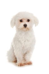 Sitzender Bolonka Zwetna isoliert auf weißem Hintergrund