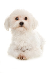 Liegender Bolonka Zwetna isoliert auf weißem Hintergrund