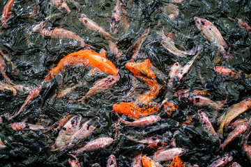 Carp are swimming in above water surface.