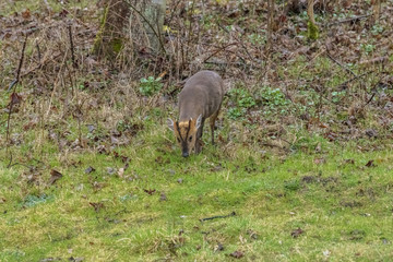 Young deer in the forest
