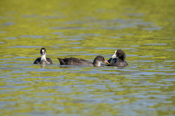 Adult coot feeding pond vegetation and reeds to a juvenile coot duckling