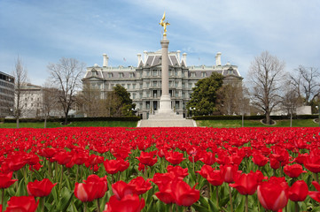 Fototapeta na wymiar Washington Tulips in front of the Eisenhower building