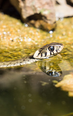 Fototapeta premium Ringelnatter im Teich