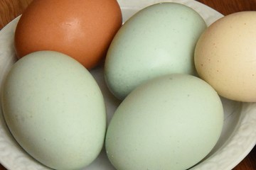 eggs of chicken, green, brown and beige, color natural
