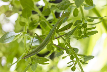 Praying Mantis in natural environment