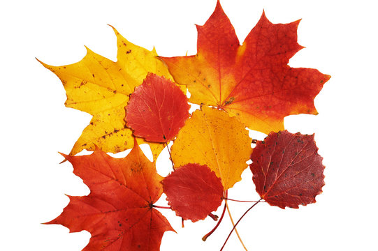 Red, yellow maple and asp leaf on white background