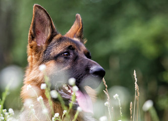 Shepherd dog in the grass