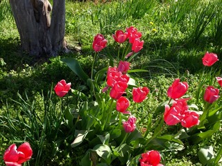 Red Tulips