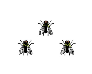 Vector illustration house fly insect black fly isolated on white background.